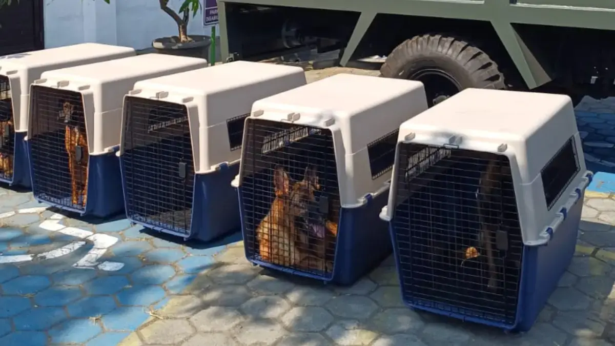 Anjing-anjing militer milik kesatuan TNI di Kabupaten Sukoharjo diperiksa kesehatannya, Jumat (26/6). (IWAN KAWUL/RADAR SOLO)