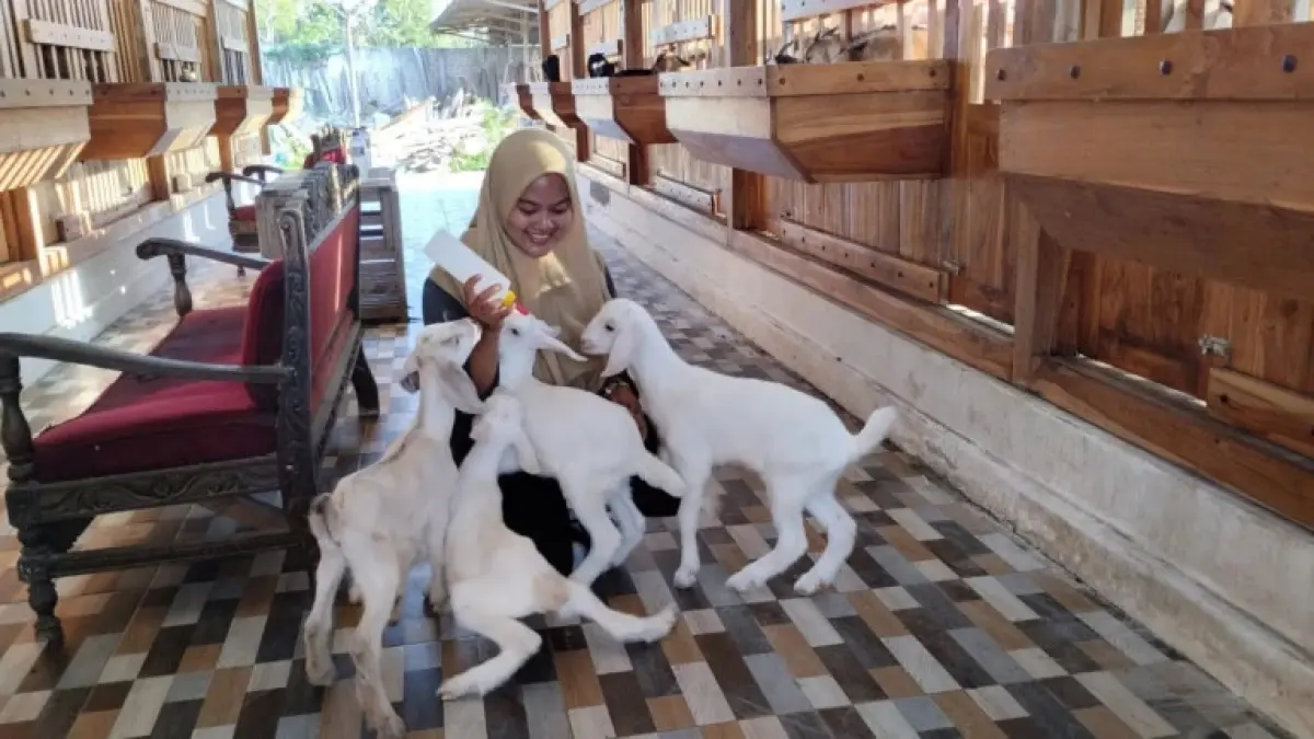 Lulusan UGM Sukses Kembangkan Bisnis Ternak