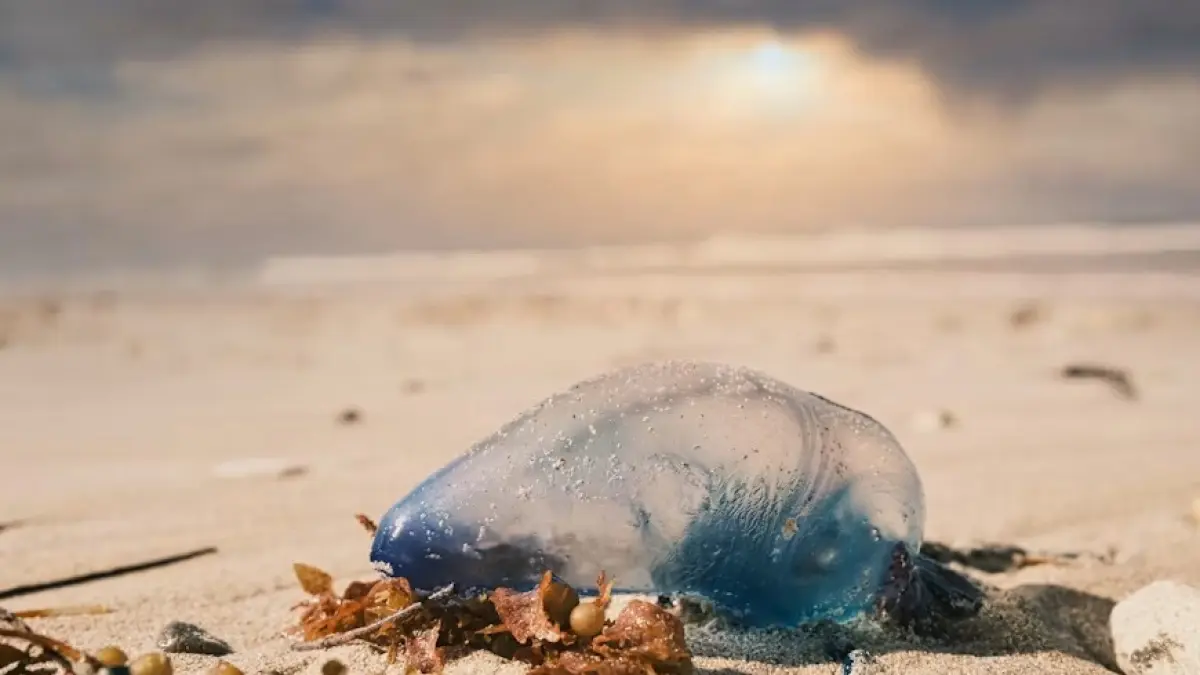 Ubur-ubur yang terdampar di pasir pantai. (Unsplash)