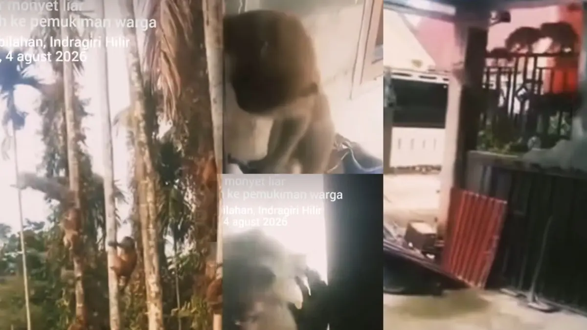 Kawanan monyet menyerbu pemukiman warga dan menyerang warga di Riau. (Kolase/ISTIMEWA)