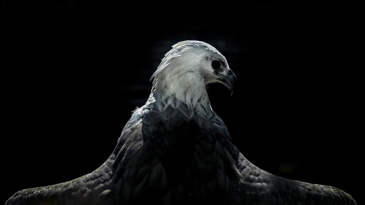 Foto Burung Elang