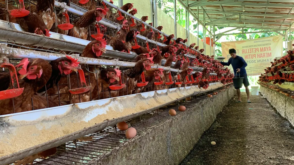 Salah satu peternak asal Kalurahan Banyuroto mengambil telur dari kandang.