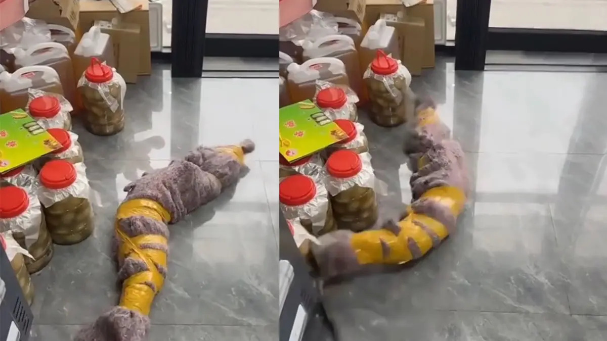 Paket mencurigakan diduga buaya hidup, bikin netizen gagal fokus. (IG/ISTIMEWA)