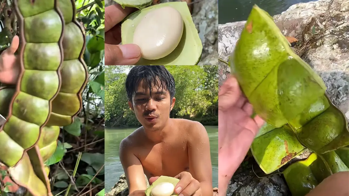Pete raksasa di Hutan Kalimantan. (Kolase Berbagai Sumber)