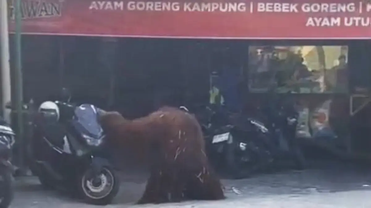 KABUR: Seekor orang utan milik Solo Safari terlihat hendak masuk di sebuah warung makan di belakang kampus UNS, Selasa (18/8).&nbsp; ISTIMEWA
