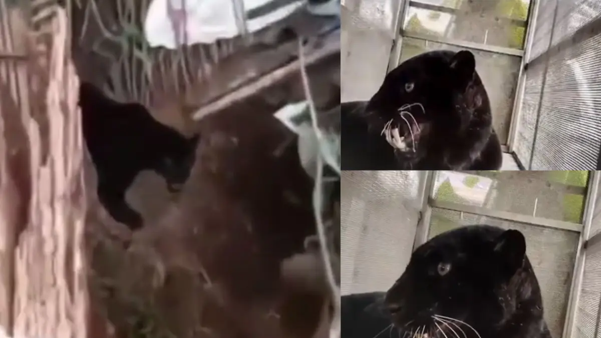 Macan Kumbang masuk ke rumah warga di Batang, Jawa tengah. (Istimewa)