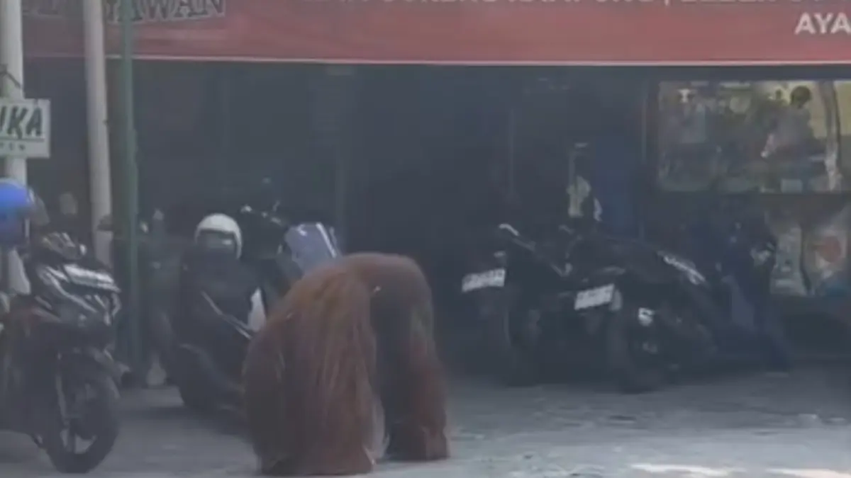 Orangutan Solo Safari lepas dan masuk ke rumah makan di Jalan Kyai H. Masykur, Kecamatan Jebres, Kota Solo pada Selasa (18/8/2026) sore. (Tangkapan layar: media sosial)