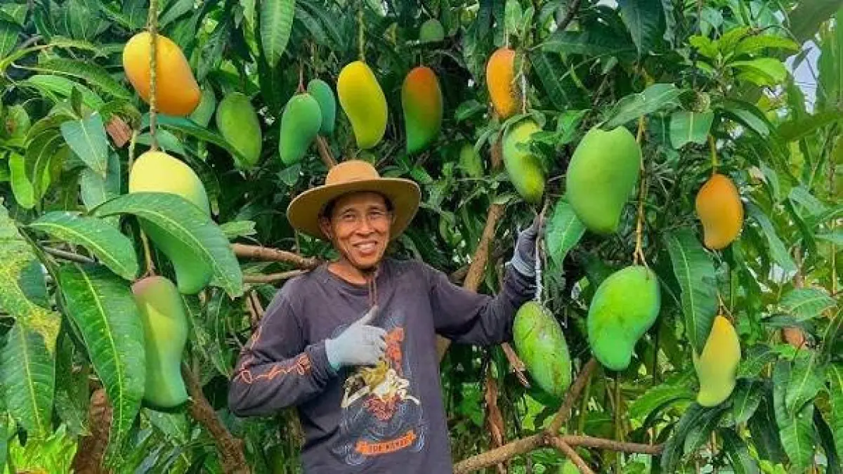 Mangga Kiojay
