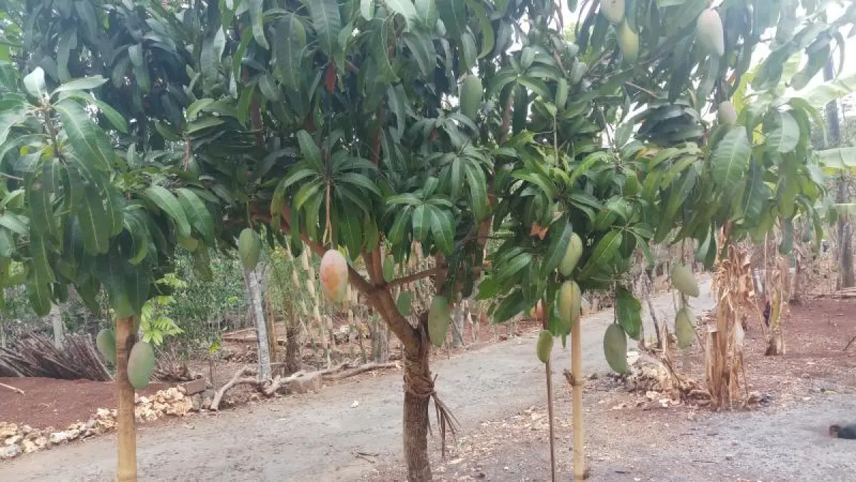 Mangga Kiojay