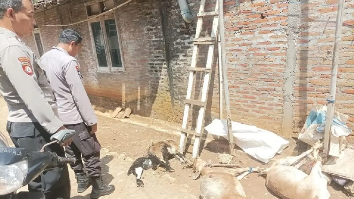 ADA LUKA GIGITAN: Tujuh ekor kambing milik warga ditemukan mati di dalam kandang di kawasan Alas Dawut, Tepus, diduga diserang hewan liar Rabu (2/9). (DOKUMENTASI POLSEK TEPUS)