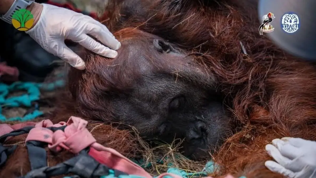 Tim BKSDA Kalbar dan YIARI menemukan seekor orangutan jantan dewasa yang tak berdaya usai menghirup asap karhutla. (Dok. ANTARA)
