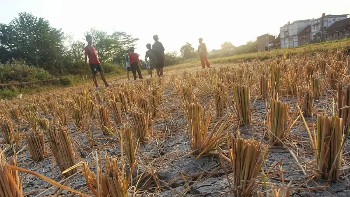 Bocah bermain di bekas lahan pertanian yang retak akibat kemarau di kawasan Giwangan, Kota Jogja, Senin (27/7/2026). Fenomena kekeringan berkepanjangan ini mendorong umat Islam untuk memohon rahmat hujan melalui doa dan Shalat Istisqa. Foto: Guntur Aga Tirtana/Radar Jogja

