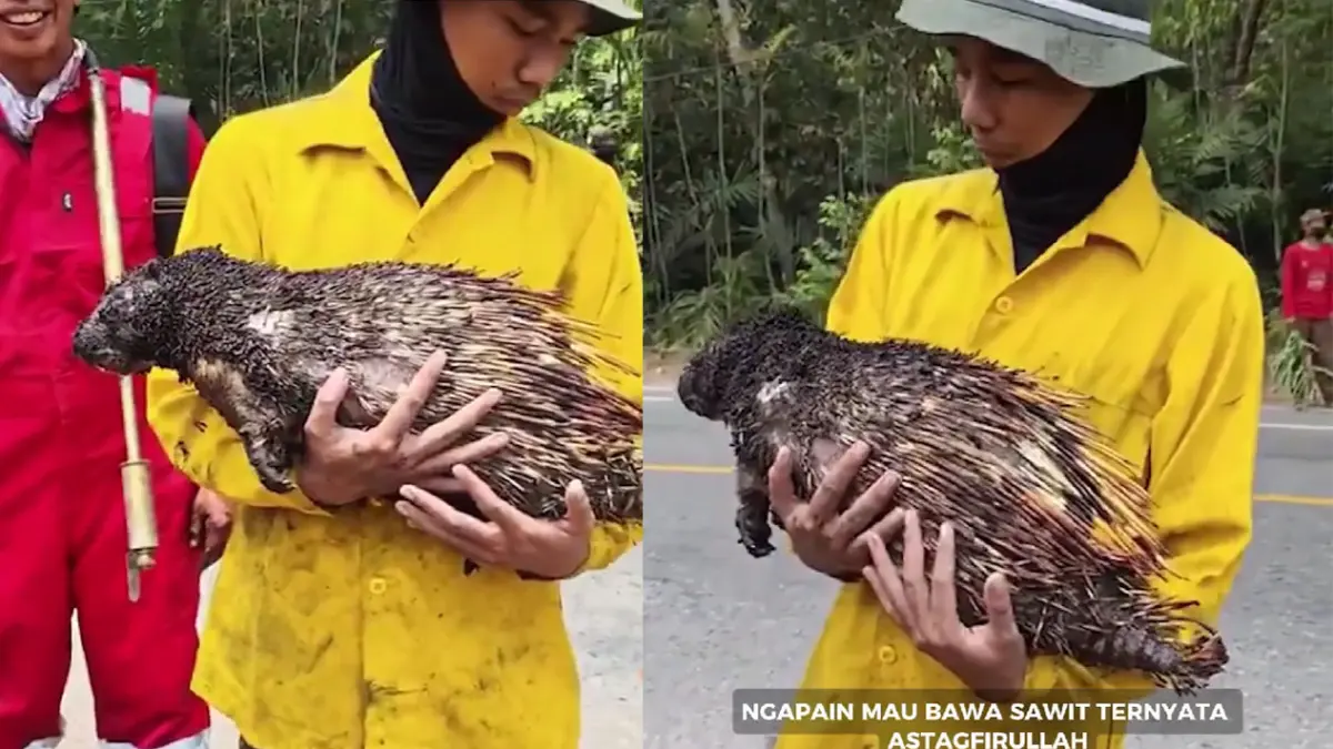 Seekor landak mati terbakar karhutla Samboja, Kalimantan Timur. (TikTok/Sefruit info)
