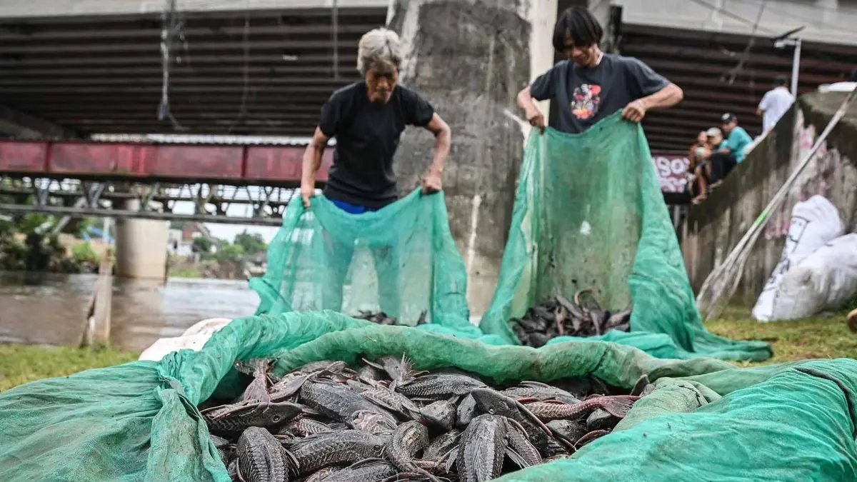 Alasan ikan sapu-sapu tidak boleh dikonsumsi oleh manusia. (Dok. ANTARA)

