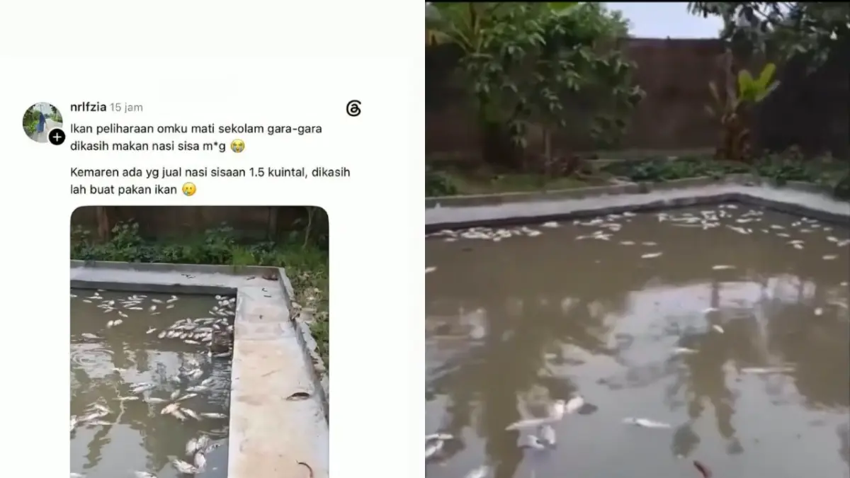 Ikan di kolam mati massal usai diberi nasi sisa MBG. (Sumber : Threads @nrlfzia)