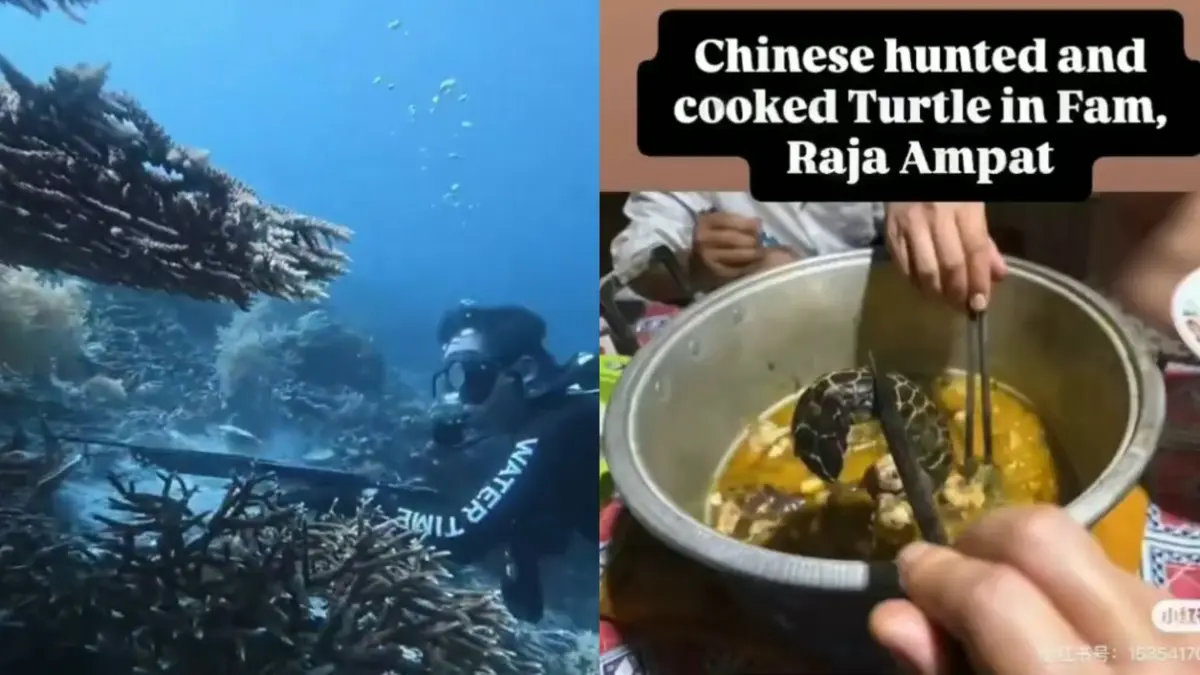 WNA asal china tombak penyu di Raja Ampat untuk dimakan. (Sumber : X/@nezzaaaaaaaa)