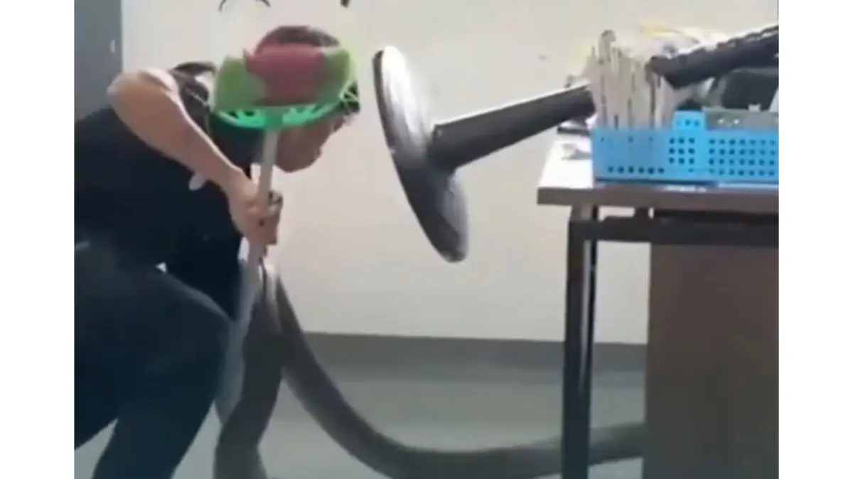 Petugas sekolah menangkap ular king kobra yang masuk di ruang kelas SMKN 1 Penakalan Sambas Kabupaten Sambas, Kalimantan Barat. (X/@Timanganten_L71)