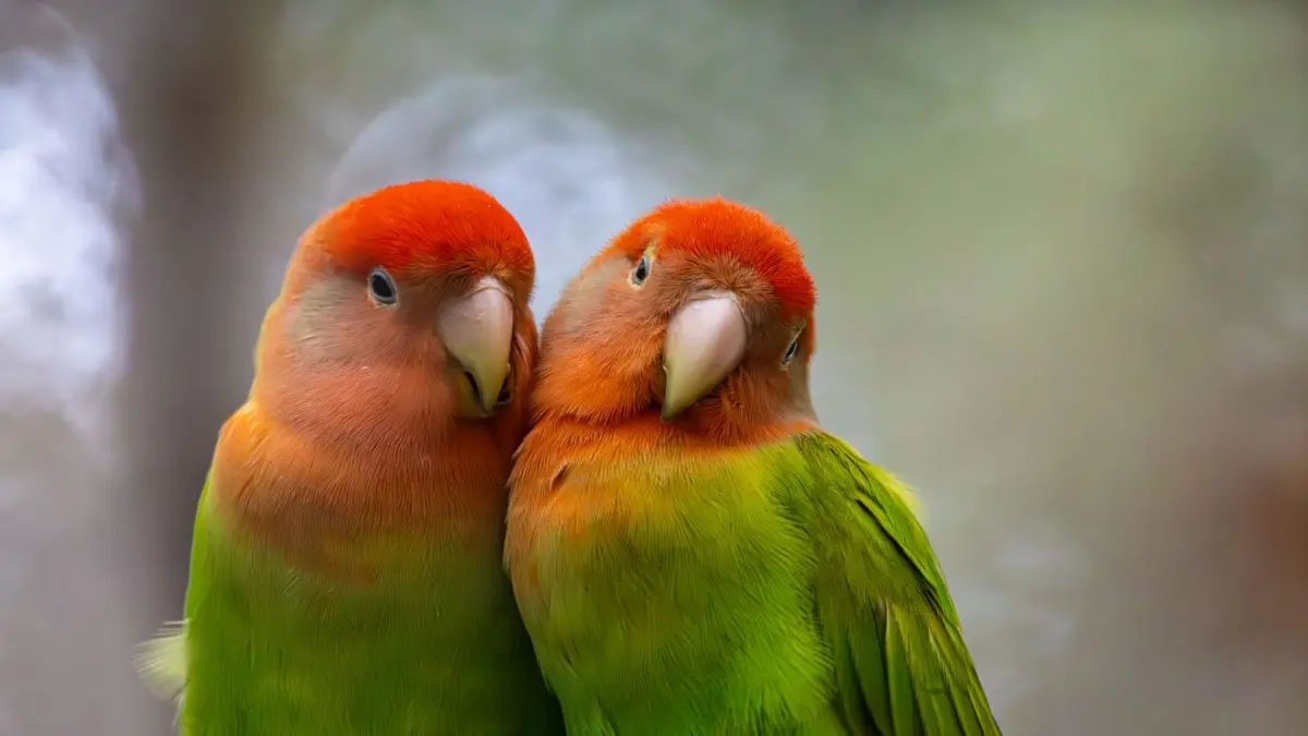 Burung Lovebird yang kerap dijadikan peliharaan oleh pecinta burung. (Sumber: Pexels)