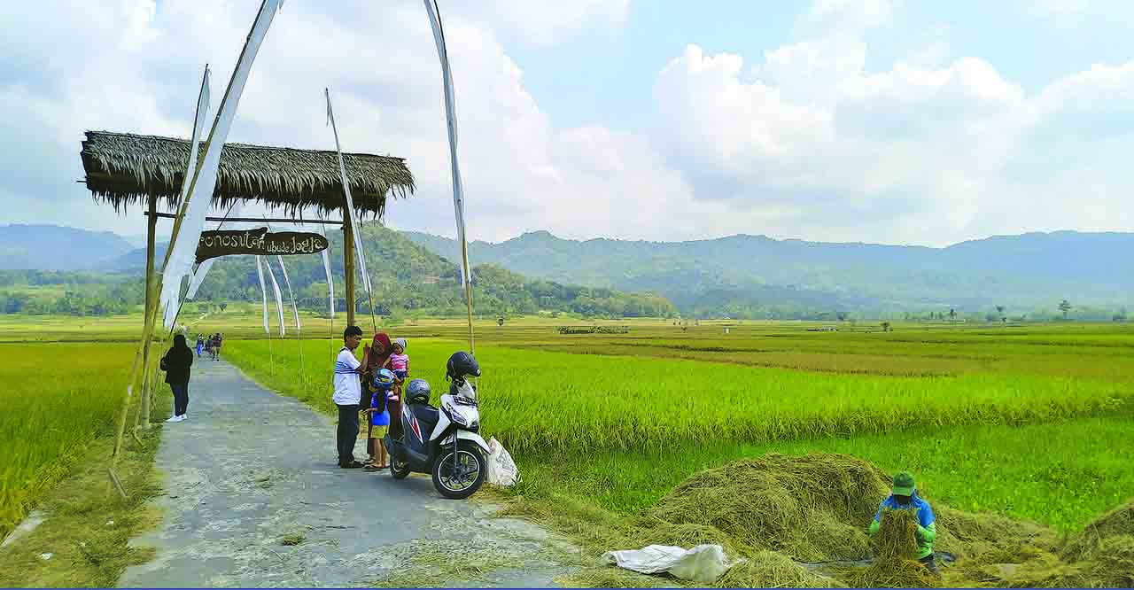 Suasana keindahan bulak sawah Pronosutan yang digadang-gadang sebagai Ubud