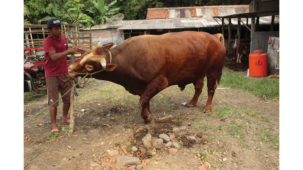 MASKOT: Penjual hewan kurban Marus menunjukkan sapi simental bernama Gembul di kandangnya Desa Winong Kidul, Kecamatan Gebang, Kabupaten Purworejo, kemarin (8/7). (HENDRI UTOMO/RADAR PURWOREJO)