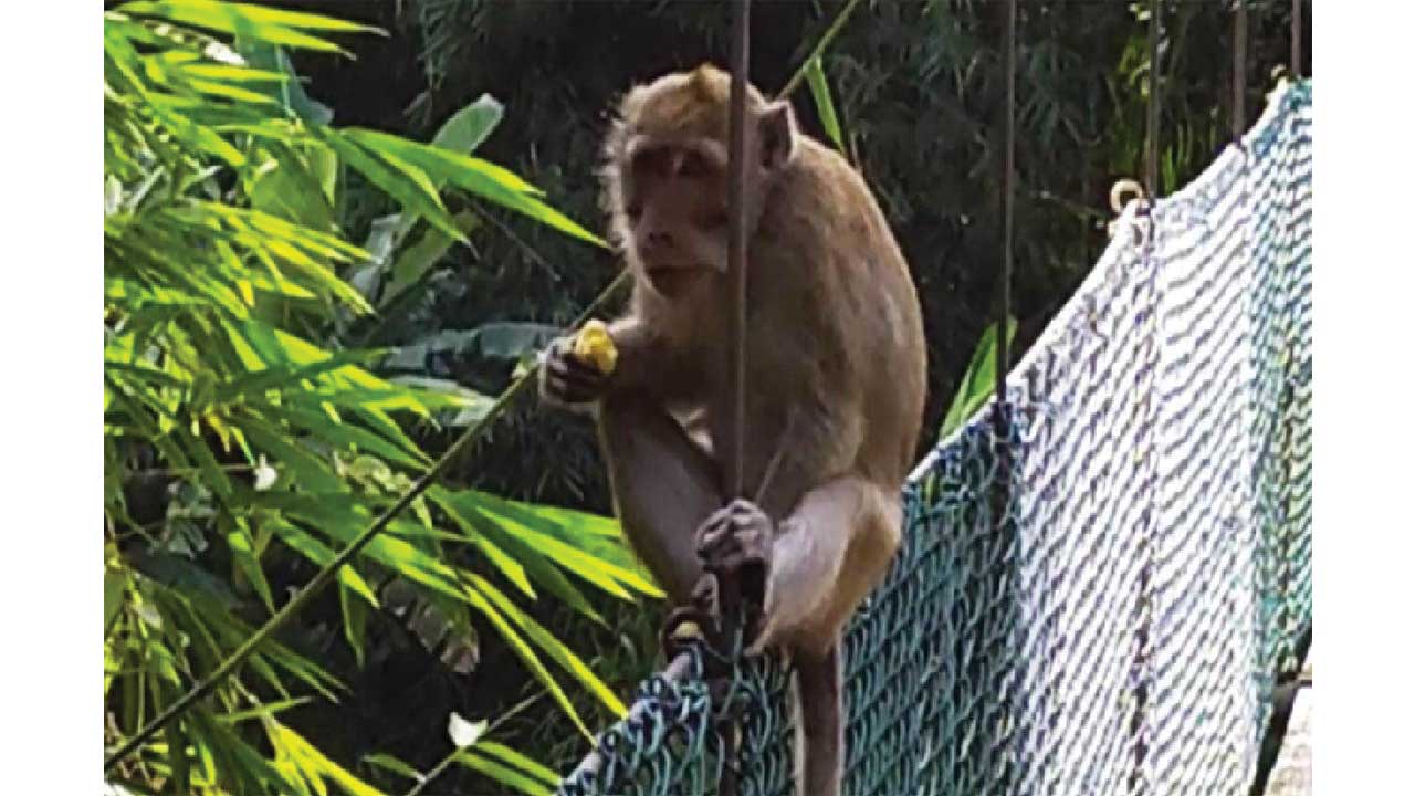 LIAR: Seekor kera di jembatan gantung penghubung Desa Bubutan dengan Dusun Joho, Desa Bapangsari, Kecamatan Bagelen, Kabupaten Purworejo, kemarin (20/7). (ISTIMEWA)