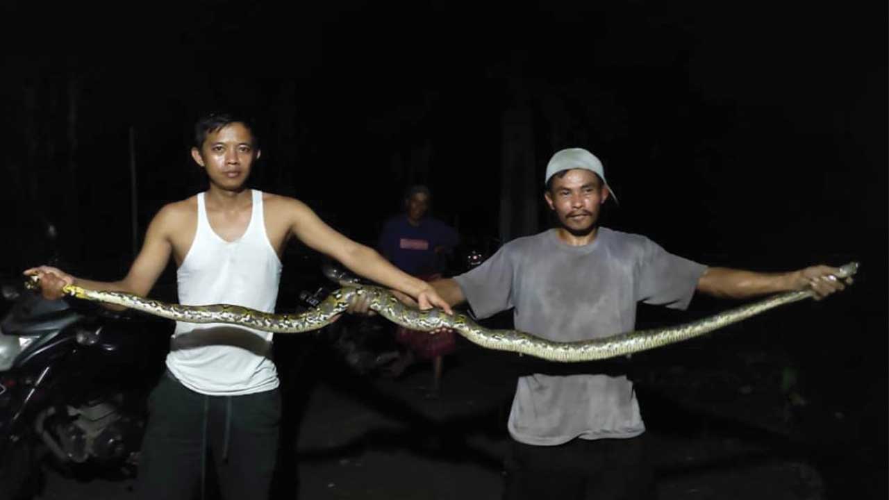 PANJANG: Warga menunjukkan ular piton yang ditangkap di Desa Kalijering, Kecamatan Pituruh, Kabupaten Purworejo, Rabu malam (30/6). (HENDRI UTOMO/RADAR PURWOREJO)