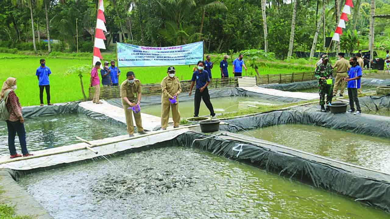 Kegiatan pembibitan ikan di Kapanewon Kalibawang oleh Bupati Kulonprogo Sutedjo beberapa waktu lalu.