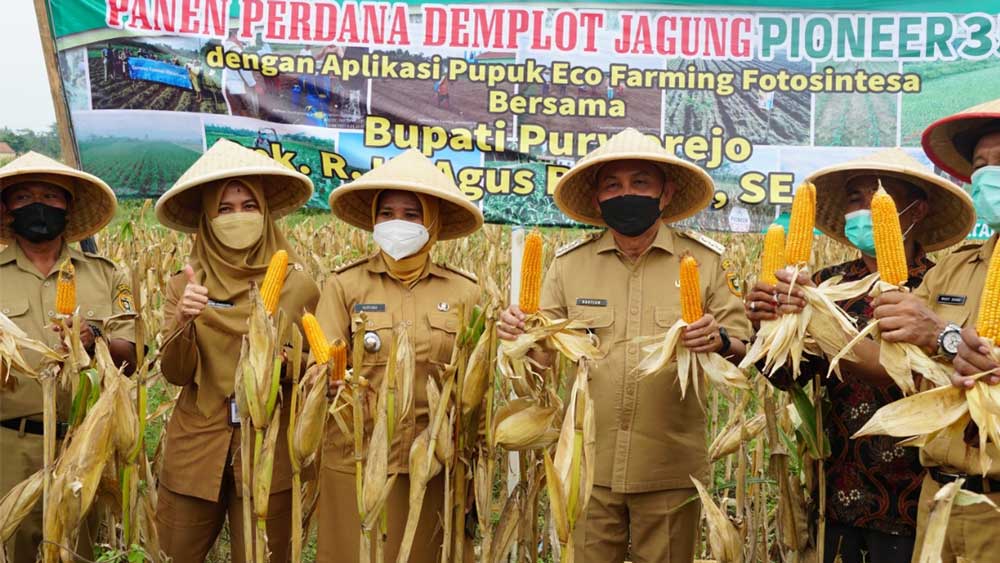 MEMUASKAN: Bupati Purworejo Agus Bastian saat panen perdana demplot jagung di Depokrejo, Ngombol, Senin (22/11). (ISTIMEWA)