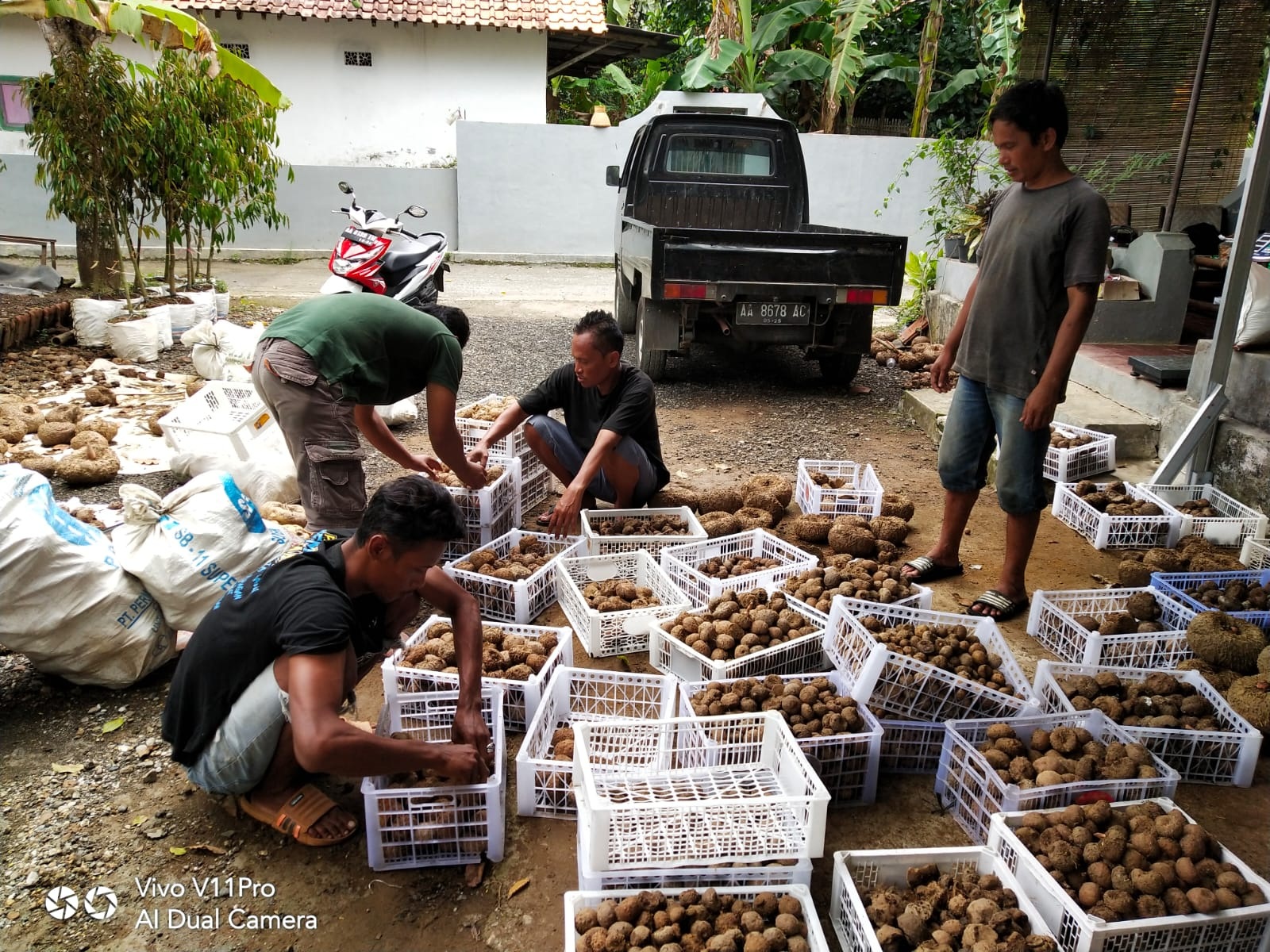 MELIMPAH: Sambut kondisi normal, petani porang asal Kebumen mempersiapkan ketersediaan porang untuk diekspor.