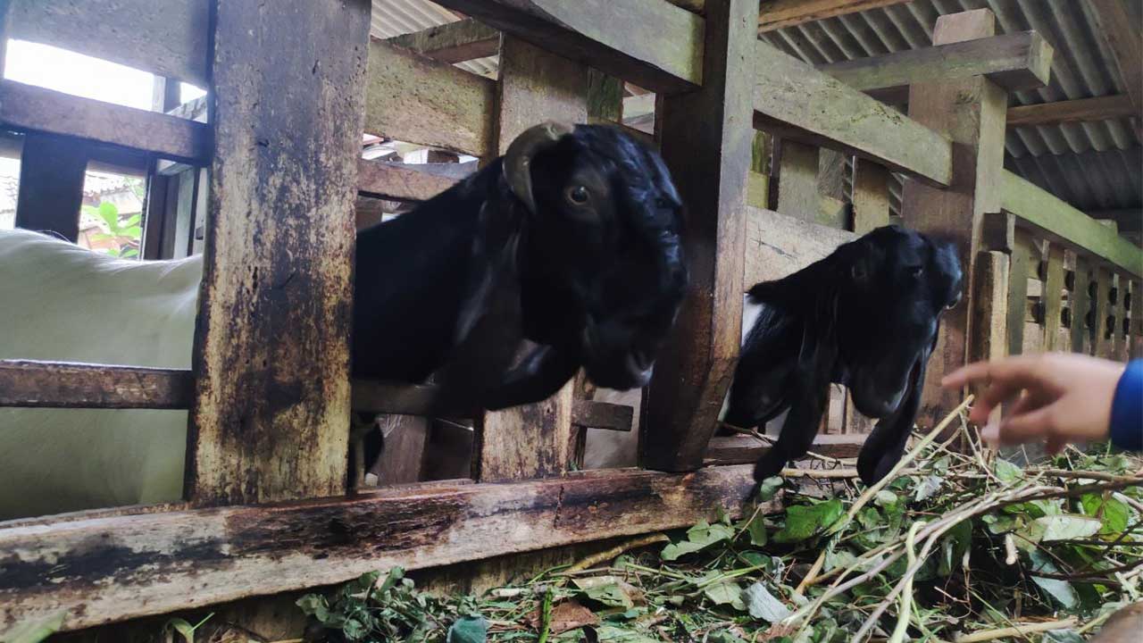 DIANTISIPASI: Salah satu jenis hewan ternak yakni kambing yang dapat berpotensi terpapar PMK.