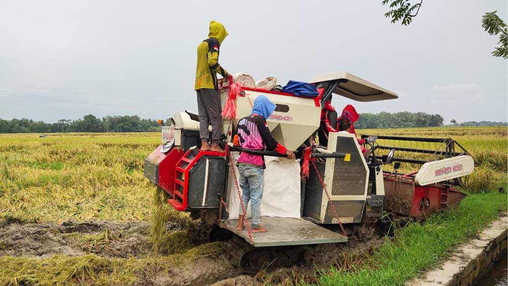 SIAP PANEN: Para petani di wilayah Kabupaten Purworejo saat memanen tanaman padi mereka. (Istimewa)