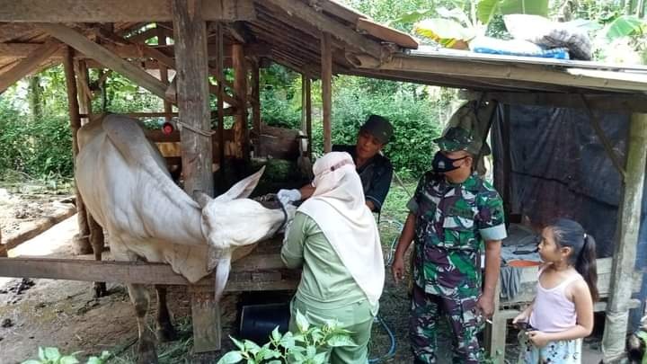 CEK KONDISI: Petugas Dinas Pertanian dan Pangan (Distapang) Kebumen mengecek kondisi ternak guna antisipasi paparan PMK.