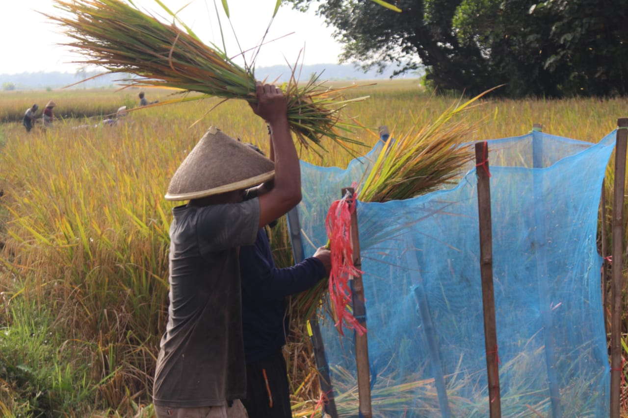 PANEN : Petani Desa Lajer, Kebumen memulai panen raya padi musim tanam pertama.