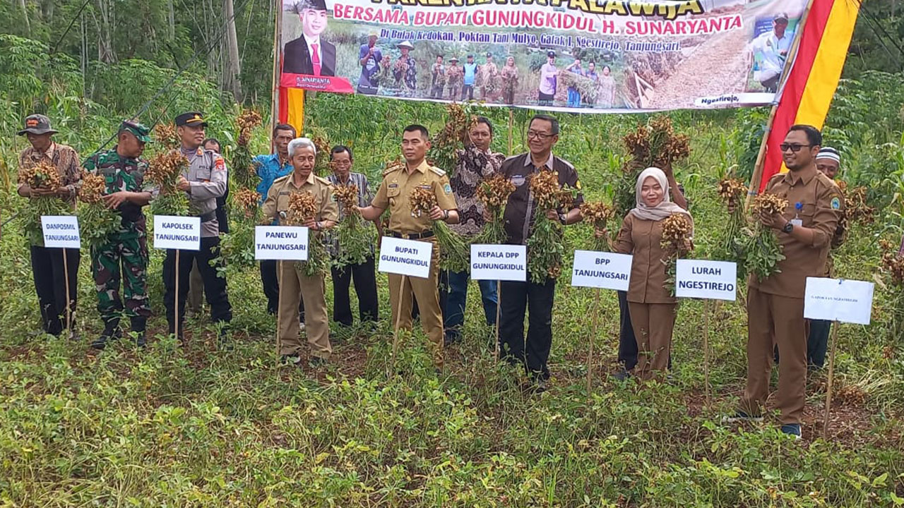PANENAN: Suasana panen raya kacang tanah di Gatak I, Ngestirejo, Tanjungsari (12/5). (DPP Gunungkidul untuk Radar Jogja)