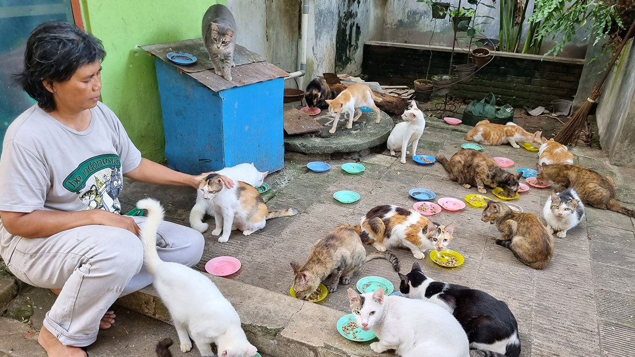 TINGGAL BERSAMA: Rejeki Marsudiyani saat memberi makan kucing-kucing liar yang dipelihara di rumahnya. Ia mengaku mendedikasikan hidupnya  untuk merawat dan memelihara kucing. Fahmi Fahriza/Radar Jogja