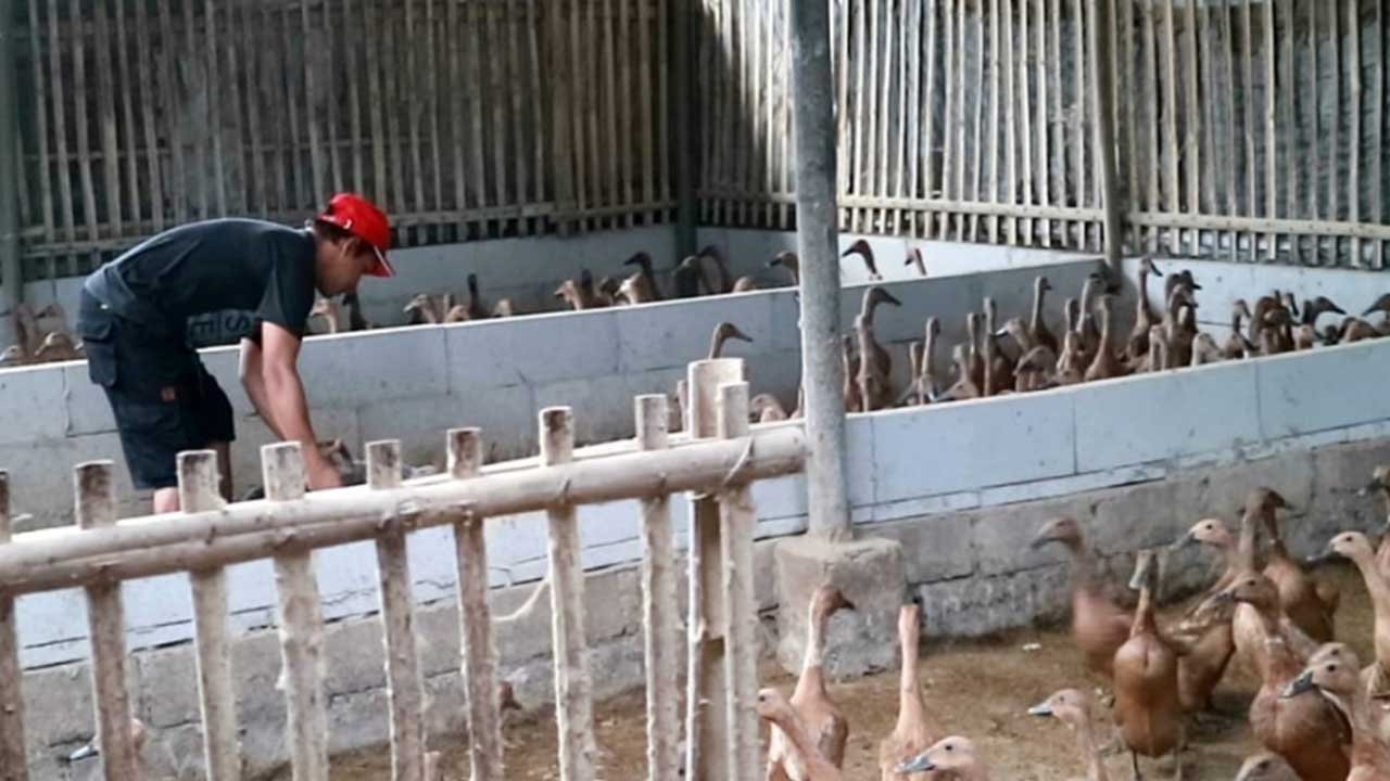 TELATEN: Nur Khanif, 34, pemuda Desa Karanggadung, Kecamatan Petanahan sukses ternak bebek petelur. Dia memilih menjadi perternak ketimbang merantau ke kota lain. (M Hafied/Radar Kebumen)