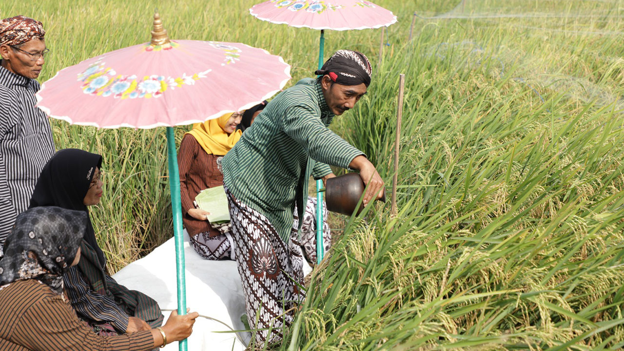 PERDANA: Gapoktan Kalurahan Wedomartani melakukan prosesi tradisi wiwitan sebelum panen perdana padi beras merah di bulak sawah Padukuhan Malangrejo, Wedomartani, Ngemplak, Sleman (7/6).(DOKUMENTASI BAG PROKOMPIM SETDA SLEMAN)