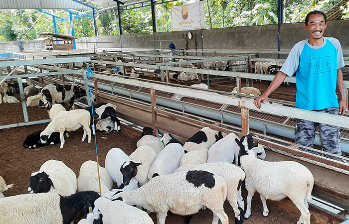 DISENSUS: Pengelola ternak domba di Karangtengah 2, Karangtengah, Wonosari, Arif Junaidi Arsono di antara domba peliharaannya Jumat (21/7/23).GUNAWAN/RADAR JOGJA