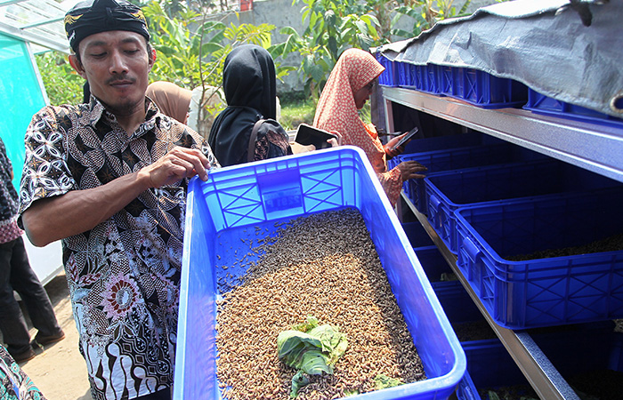 Strategi pengelolaan sampah organik  seperti yang dilakukan kelompok tani masyarakat Mendungan Giwangan yaitu dengan peternakan maggot.GUNTUR AGA TIRTANA /RADAR JOGJA
