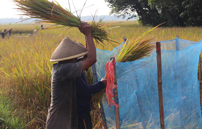 PANEN: Petani di Desa Lajer, Kecamatan Ambal sedang panen raya padi unggulan jenis Ciherang.M Hafied/Radar Kebumen