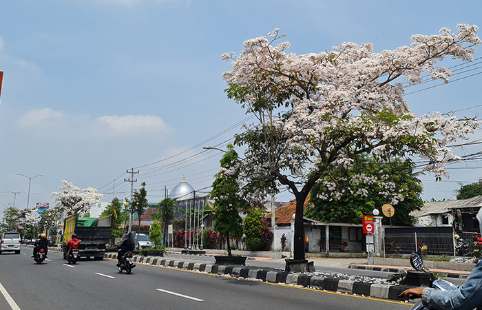MENAWAN: Bunga Tabebuya menghiasi sepanjang jalan protokol, tepatnya di Jalan Magelang-Jogja. Bunganya banyak yang sudah berguguran dan berserakan di trotoar. (Naila Nihayah/Radar Jogja)