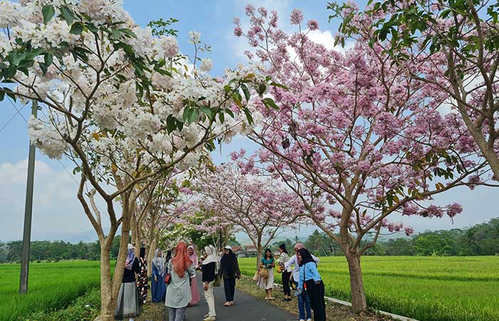 RIMBUN: Bunga tabebuya menghiasi sepanjang jalan menuju Dusun Ngletoh, Desa Payaman, Secang. Masyarakat dari berbagai desa pun datang untuk sekadar berfoto.Naila Nihayah/Radar Jogja