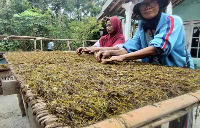 Petani tembakau di Kabupaten Purworejo tengah mengiris daun tembakau untuk kemudian dijemur.ISTIMEWA