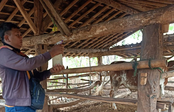 DICEK - Petugas melakukan pengecekan kesehatan sapi di wilayah Kapanewon Semanu belum lama ini.Disnak GUNUNGKIDUL
