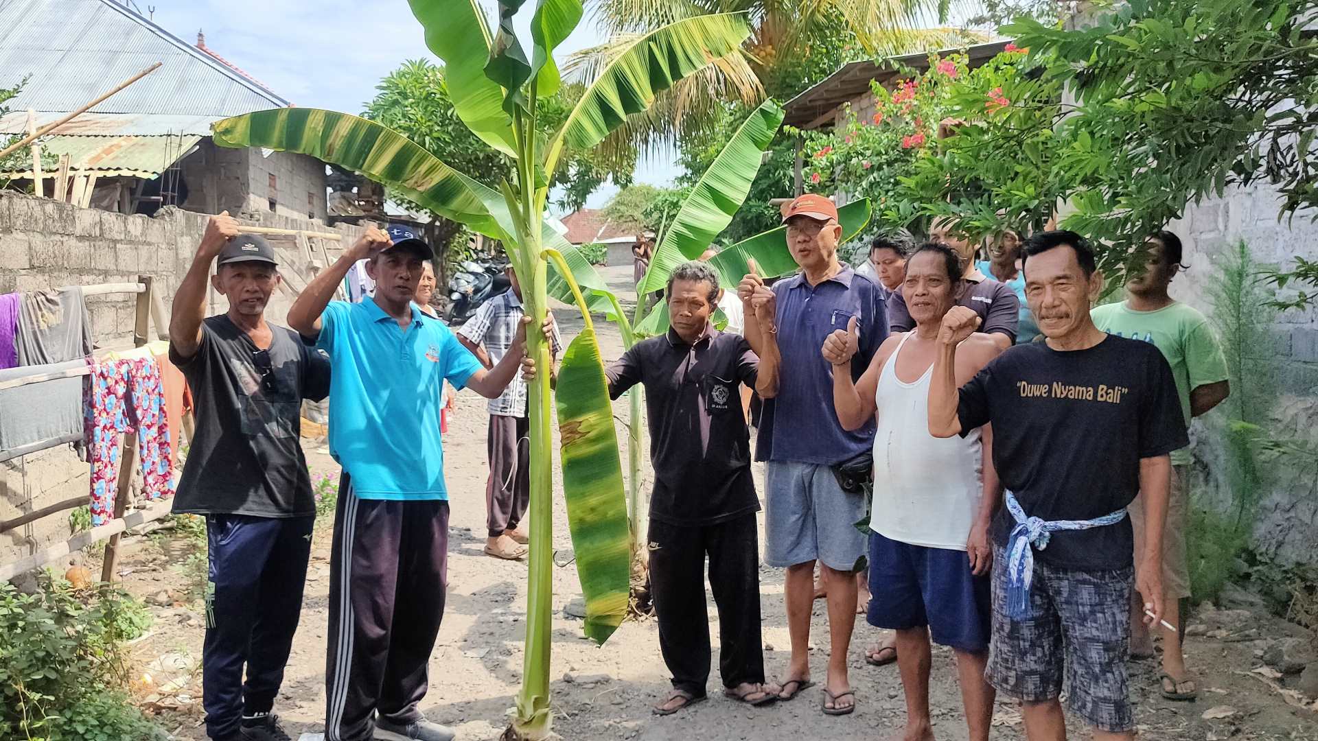 TUNTUT PERBAIKAN: Warga Desa Kubutambahan saat memasang pohon pisang sebagai aksi protes.