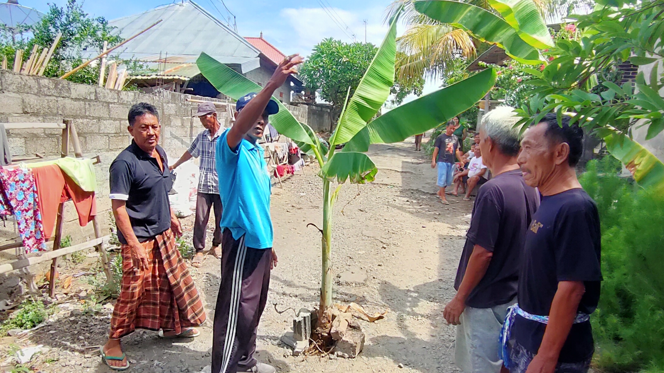 PROTES WARGA: Warga di Banjar Dinas Kaja Kangin, Desa Kubutambahan menanam pisang di tengah jalan sebagai bentuk protes.