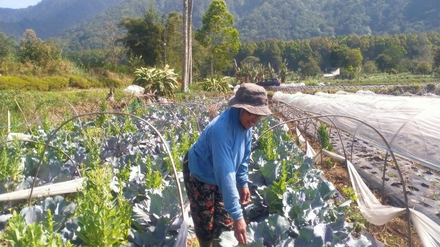Petani sayur kol di Candi Kuning, Bedugul, Tabanan Bali. Kembang kol adalah syuran yang bisa menetralkan racun dalam tubuh.
