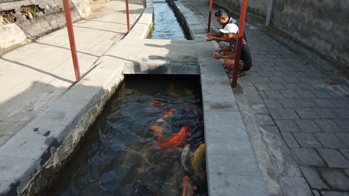 ASRI: Selokan di salah satu desa di Bali terlihat asri. Air yang jernih menjadi habitat ikan koi.
