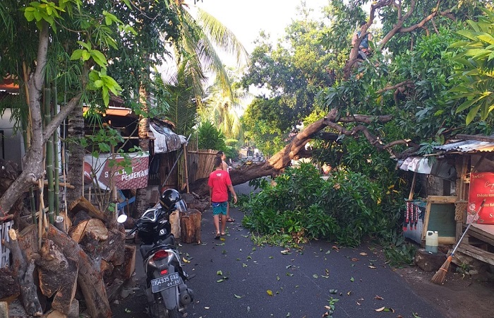 TRC PB BPBD Buleleng tengah melakukan penanganan pohon tumbang di Buleleng yang menutup jalan dan menimpa warung serta pelinggih warga.