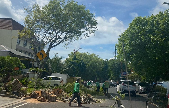 Kondisi pohon tumbang jenis trembesi di Jalan Banjar Sekargula, Desa Mekarsari Baturiti Tabanan.